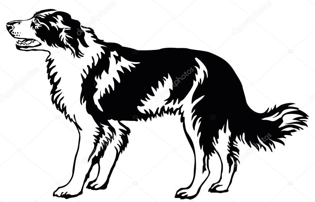 Decorative standing portrait of dog border collie, vector illust