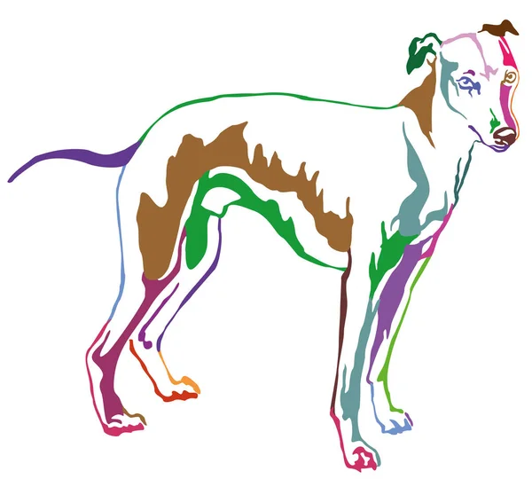 Dekorativa stående porträtt av hund Whippet, vektorillustration — Stock vektor