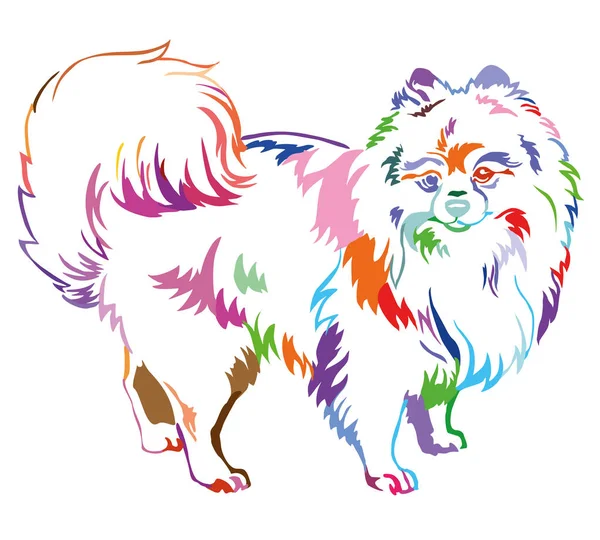 Decorative standing portrait of Dog Pomeranian (Spitz) vector il — Stock Vector