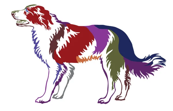 Barevné Dekorativní stojící portrét psa border kolie, vect — Stockový vektor