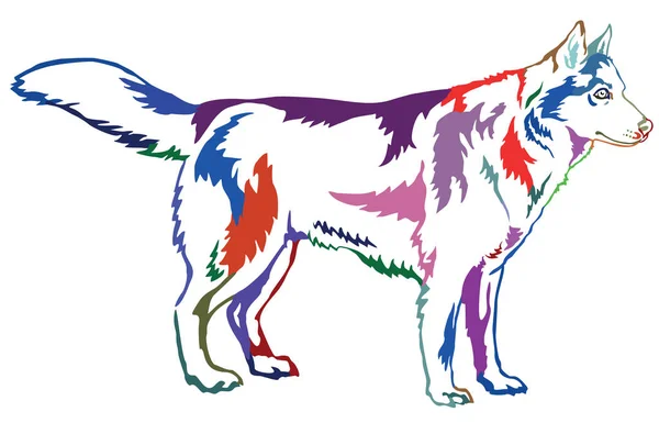 Portrait debout décoratif coloré de chien husky sibérien, vec — Image vectorielle