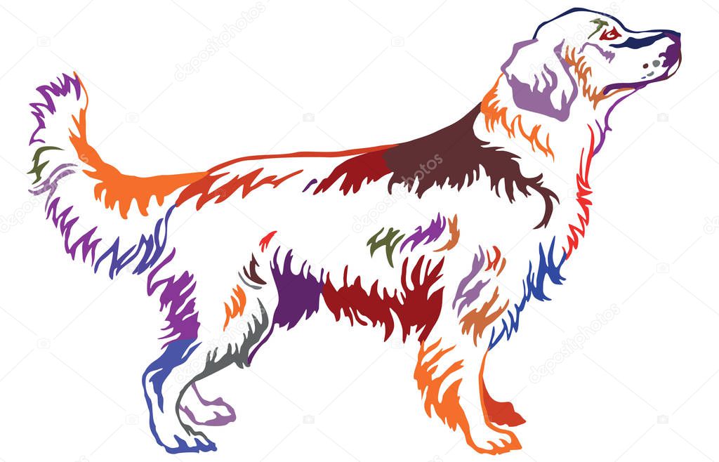 Colorful decorative standing portrait of dog golden retriever, v