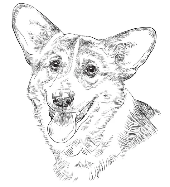 Pembroke Niesumienny partner Corgi, ręka wektor rysunek portret — Wektor stockowy