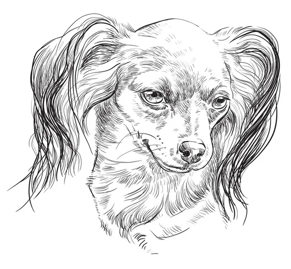 Giocattolo russo dai capelli lunghi Terrier vettore mano disegno ritratto — Vettoriale Stock