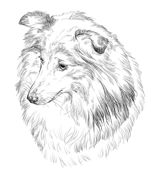 chien de berger des shetland images vectorielles vecteurs libres droits depositphotos coloriage jouets sport