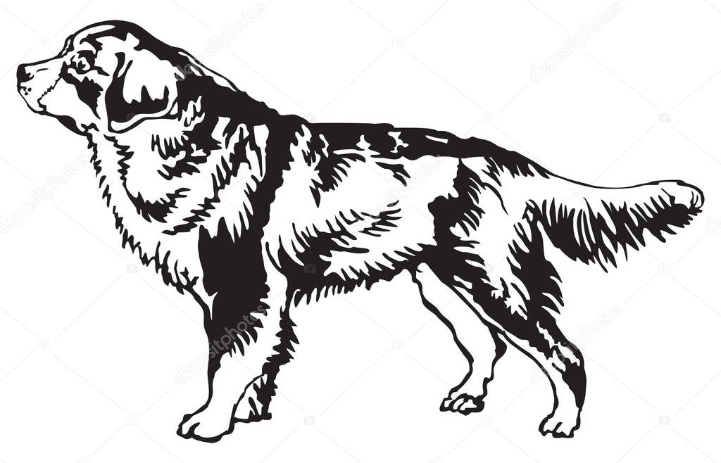 Decorative standing portrait of Bernese Mountain Dog vector illu