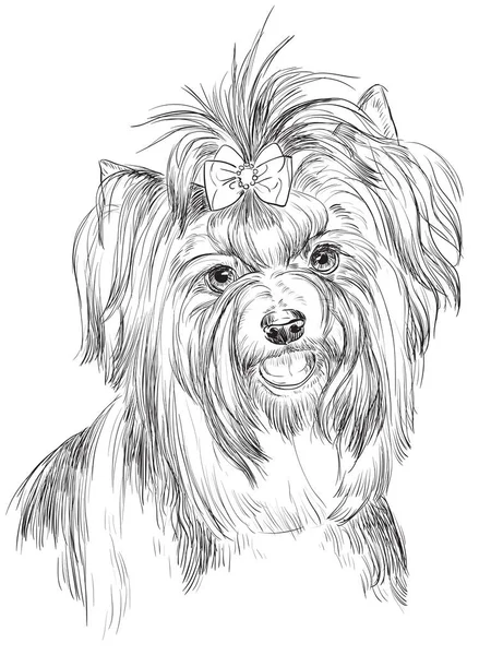 Biewer terrier vetor mão desenho retrato —  Vetores de Stock