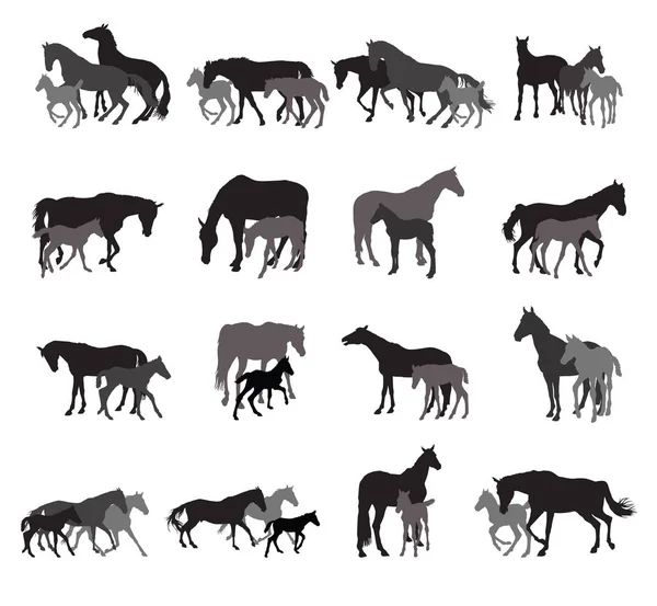 Groupes de chevaux et poulains isolés silhouettes — Image vectorielle