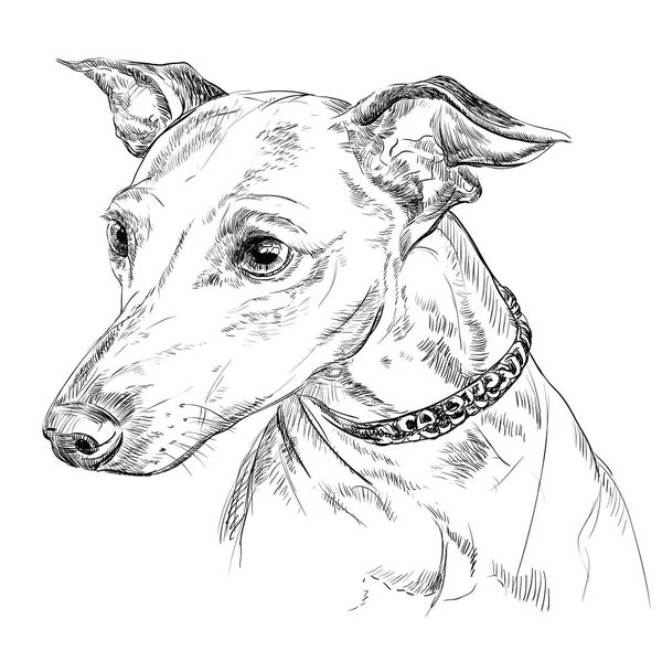 Italiano Greyhound vettore mano disegno ritratto — Vettoriale Stock