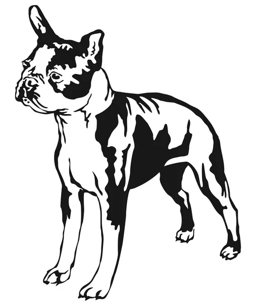 Decorative standing portrait of boston terrier vector illustrati — Stock Vector