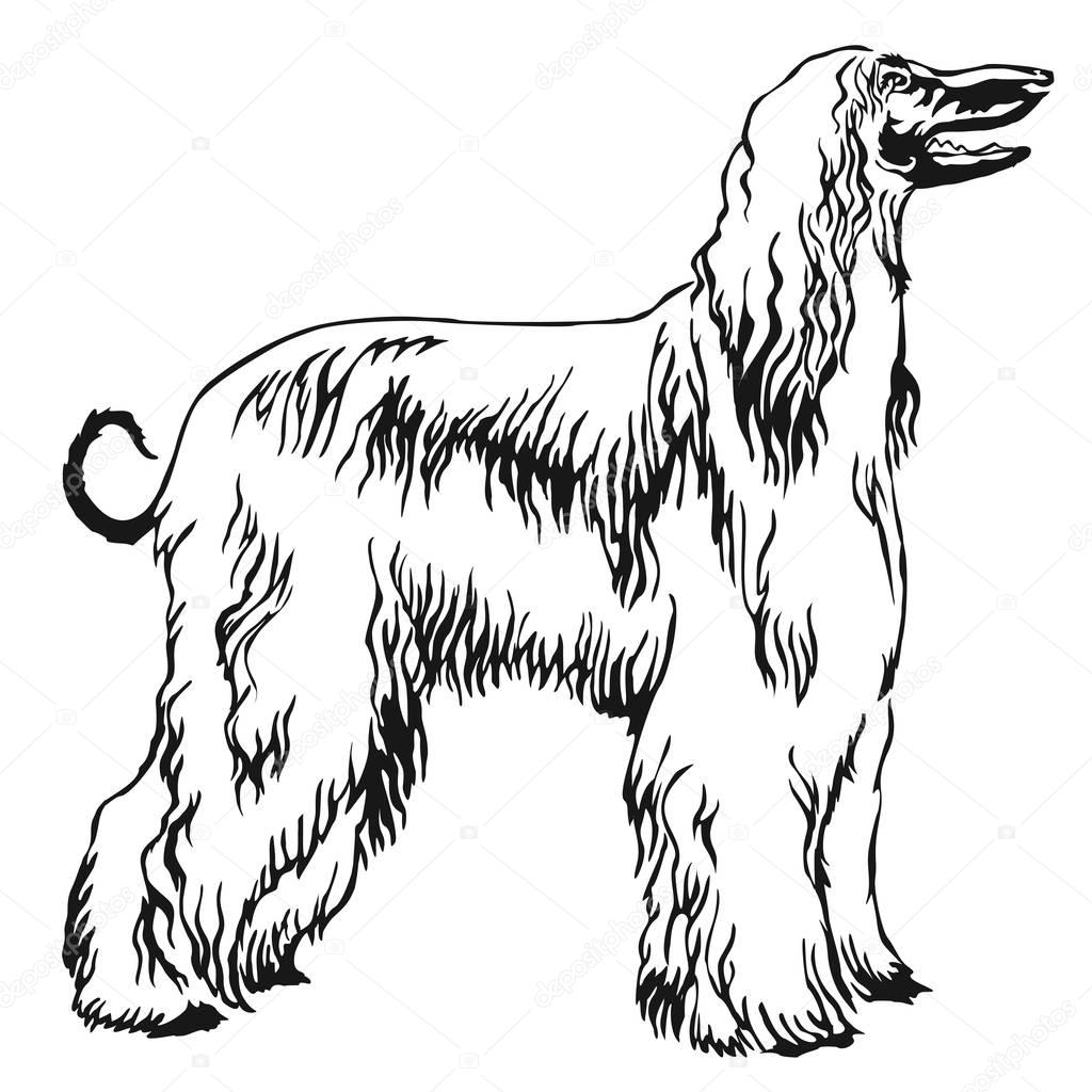 Decorative standing portrait of Afghan greyhound vector illustra