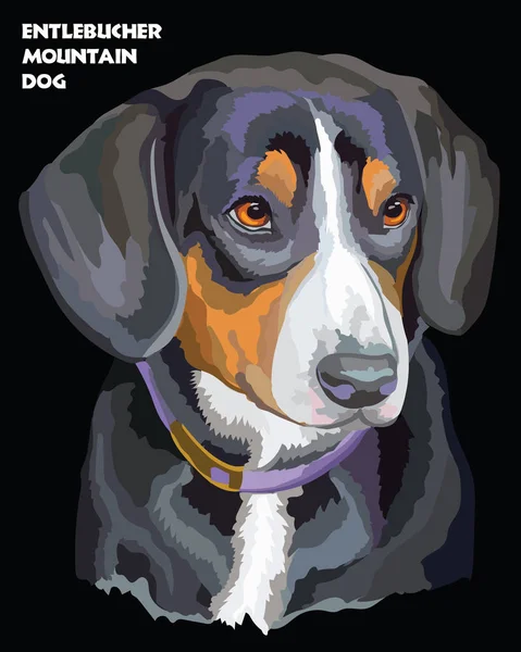 Entlebucher Mountain Dog retrato vector colorido — Archivo Imágenes Vectoriales