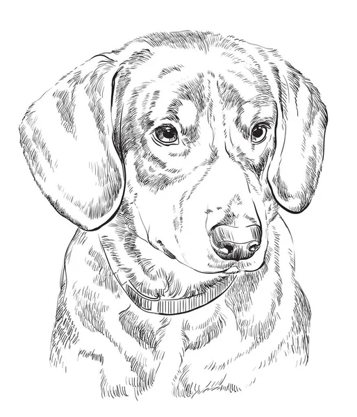 Portrait de dessin à la main vecteur Chien de montagne Entlebucher — Image vectorielle