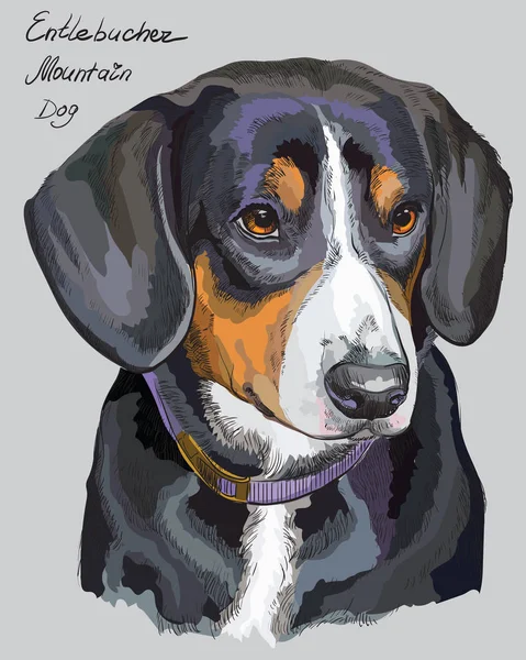 Portrait vectoriel coloré de dessin à la main d'Entlebucher Mountain Dog — Image vectorielle