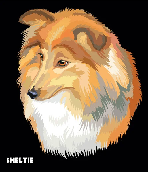 Sheltie retrato vector colorido — Vector de stock