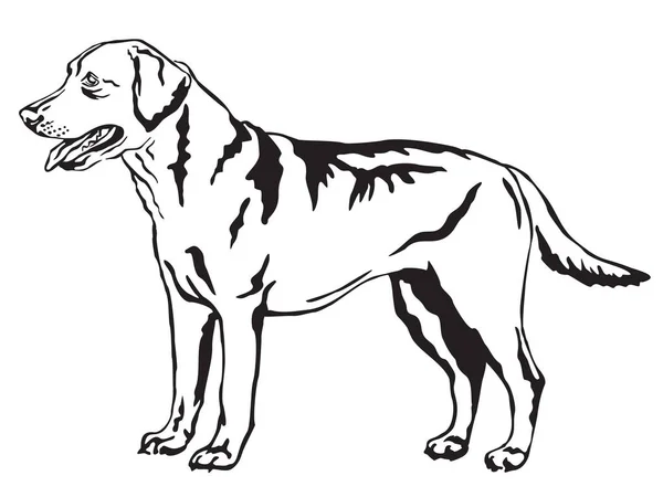 Ritratto decorativo di Labrador Retriever vettoriale illust — Vettoriale Stock