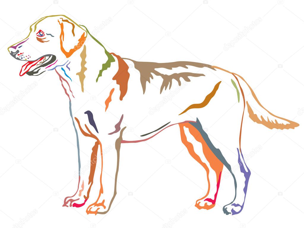 Colorful decorative standing portrait of Labrador Retriever vect