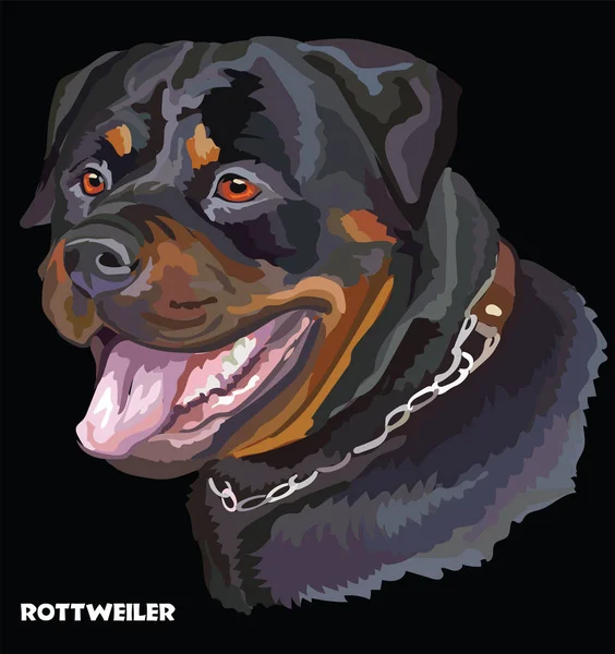 Rottweiler colorful vector portrait — Stock Vector