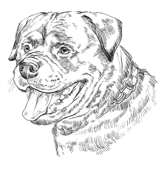 Rottweiler vettore mano disegno ritratto — Vettoriale Stock