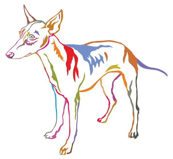Colorful decorative standing portrait of dog Cirneco dell Etna v — Stock Vector