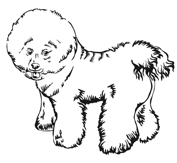 Διακοσμητικά στέκεται πορτρέτο του σκύλου Bichon Frise διάνυσμα έργα — Διανυσματικό Αρχείο