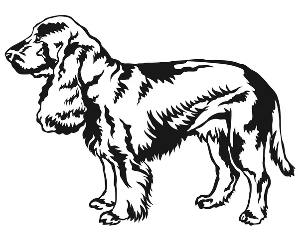 Ritratto decorativo in piedi del cane Campo Spaniel vettore illustr — Vettoriale Stock