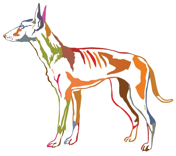 Podenco Ibicenco 犬 ve のカラフルな装飾的な立っている肖像画 — ストックベクタ