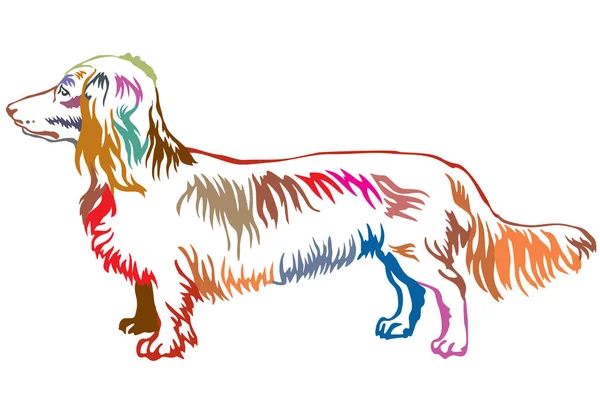 Colorful decorative standing portrait of dog Long-haired Dachshu — Stock Vector