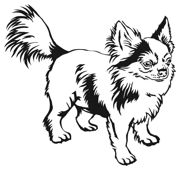 Portrét dekorativní stojící pes dlouhosrstý čivava vektoru — Stockový vektor