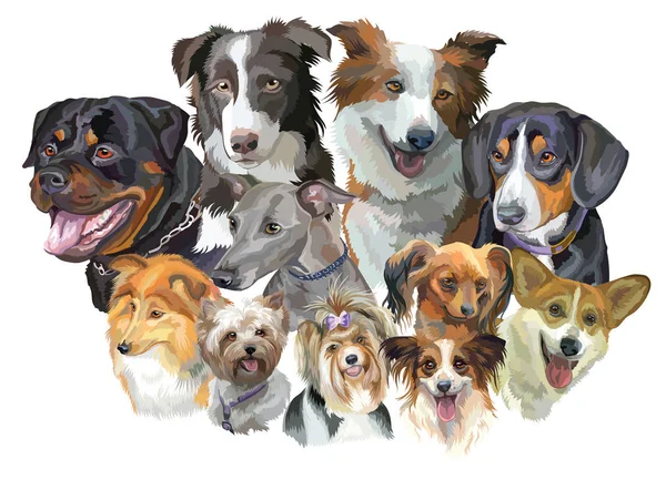 Raças de cães diferentes —  Vetores de Stock
