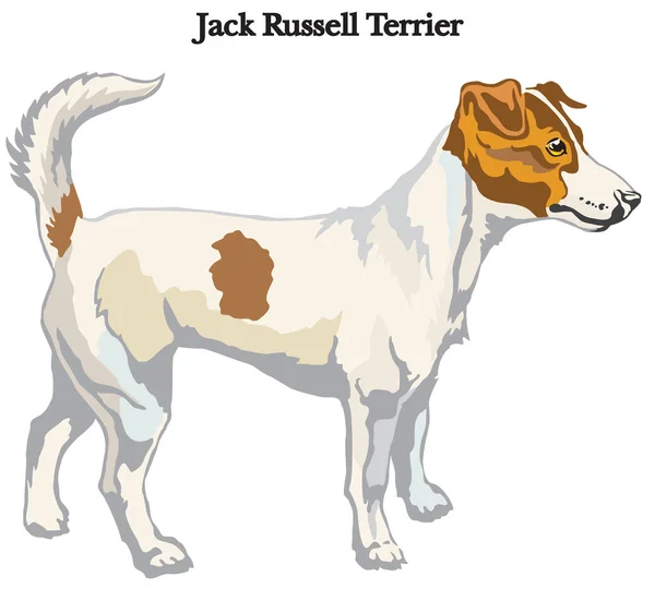 Jack Russell terrier vector ilustración — Vector de stock