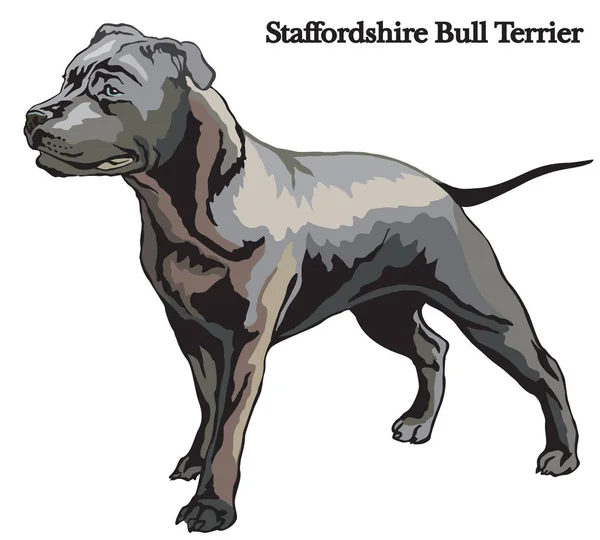Staffordshire Bull Terrier vector illustration — Stock Vector
