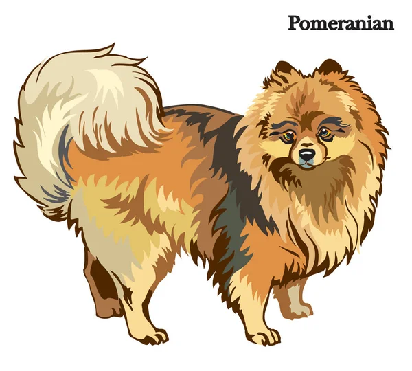 Ilustración del vector de Pomerania — Vector de stock