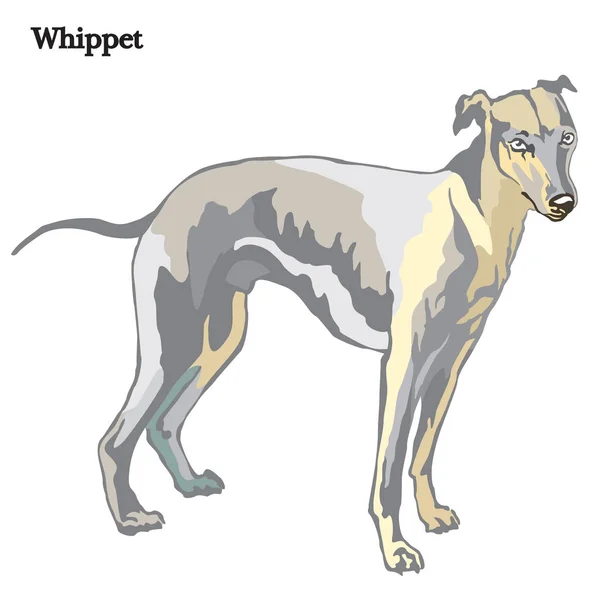 Ilustracja wektorowa Whippet — Wektor stockowy