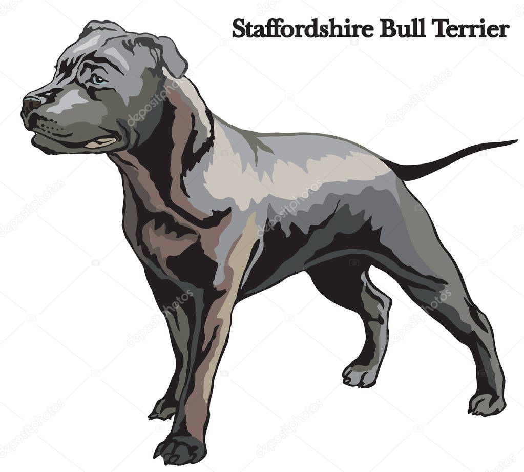 Staffordshire Bull Terrier vector illustration