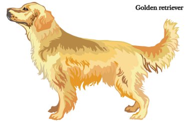 Golden retriever vector illustration clipart