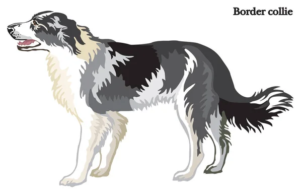 Illustrazione vettoriale del collie di confine — Vettoriale Stock