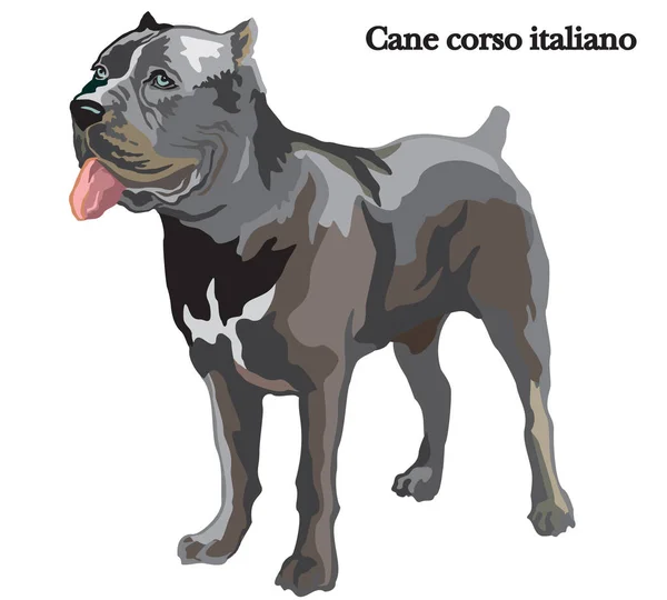 Caña corso italiano vector ilustración — Vector de stock