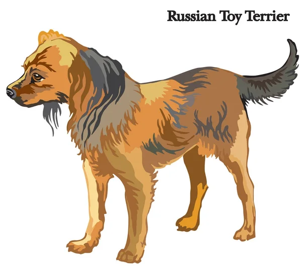 Russische Toy Terriër vectorillustratie — Stockvector