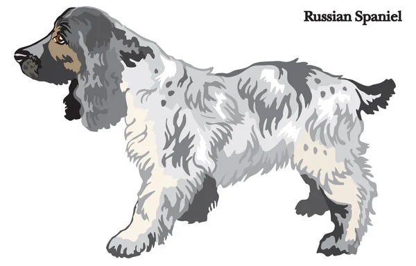 Ilustración del vector ruso Spaniel — Archivo Imágenes Vectoriales