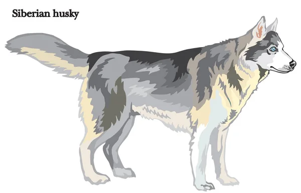 Siberian Husky Vektor Illustration — Stockvektor