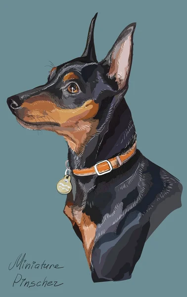 Pinscher miniatura colorido vector mano dibujo retrato — Vector de stock