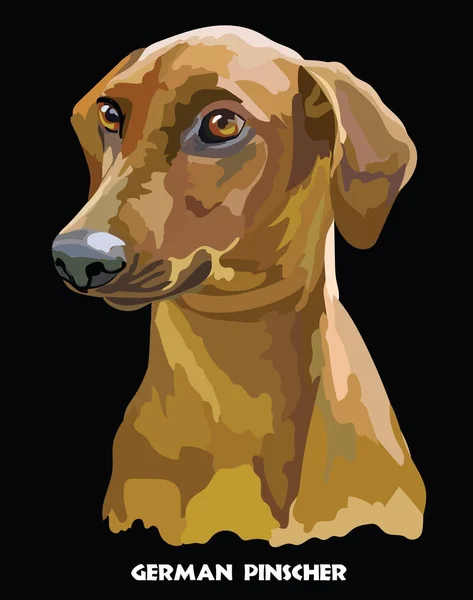 Alemán Pinscher colorido vector retrato — Vector de stock