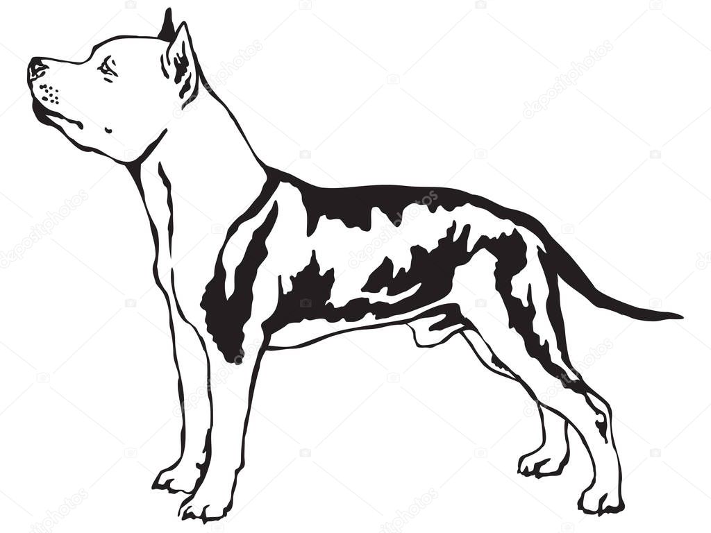 Decorative standing portrait of American Staffordshire Terrier