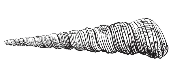 Handzeichnung Muschel-4 — Stockvektor