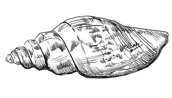 Rysunek ręka seashell-3 — Wektor stockowy