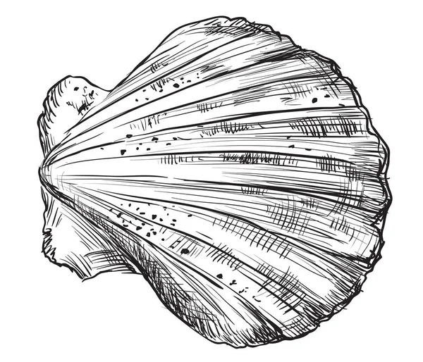 Dessin à la main coquille-2 — Image vectorielle