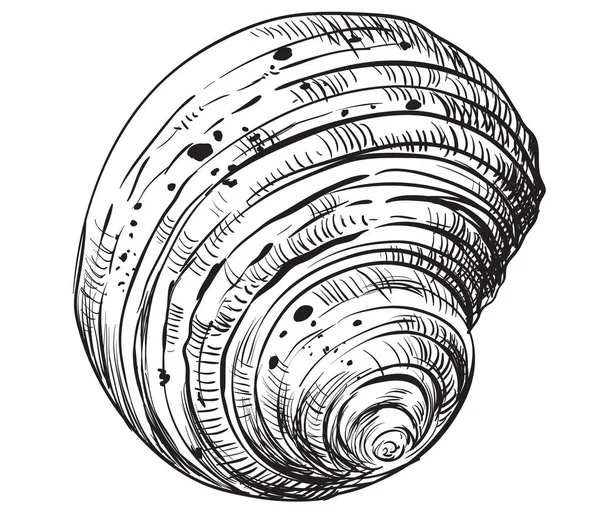El çizim seashell-9 — Stok Vektör