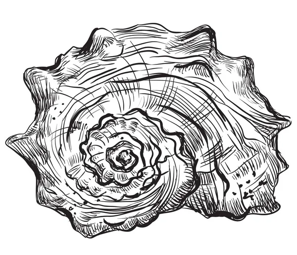 Rysunek ręka seashell-8 — Wektor stockowy