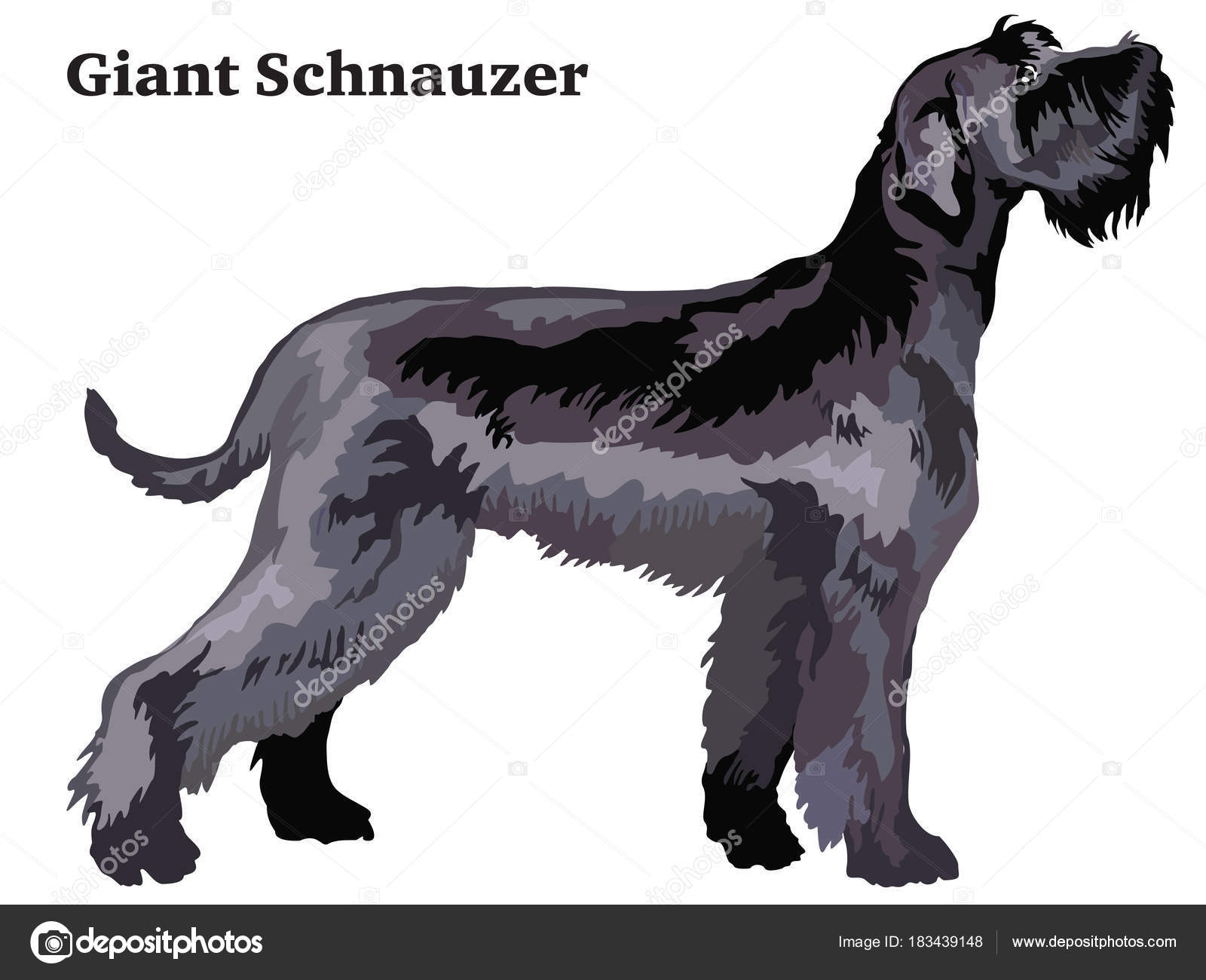 ジャイアント シュナウザー犬シルエットストックベクター ロイヤリティフリージャイアント シュナウザー犬シルエットイラスト Depositphotos